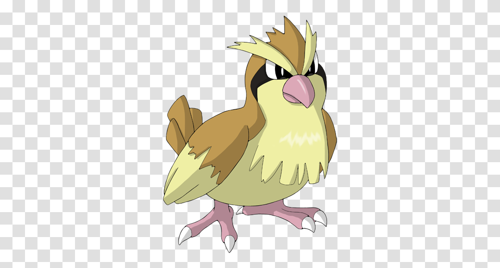 Pidgey 5 Image Pokemon Pidgey, Bird, Animal, Beak, Pelican Transparent Png