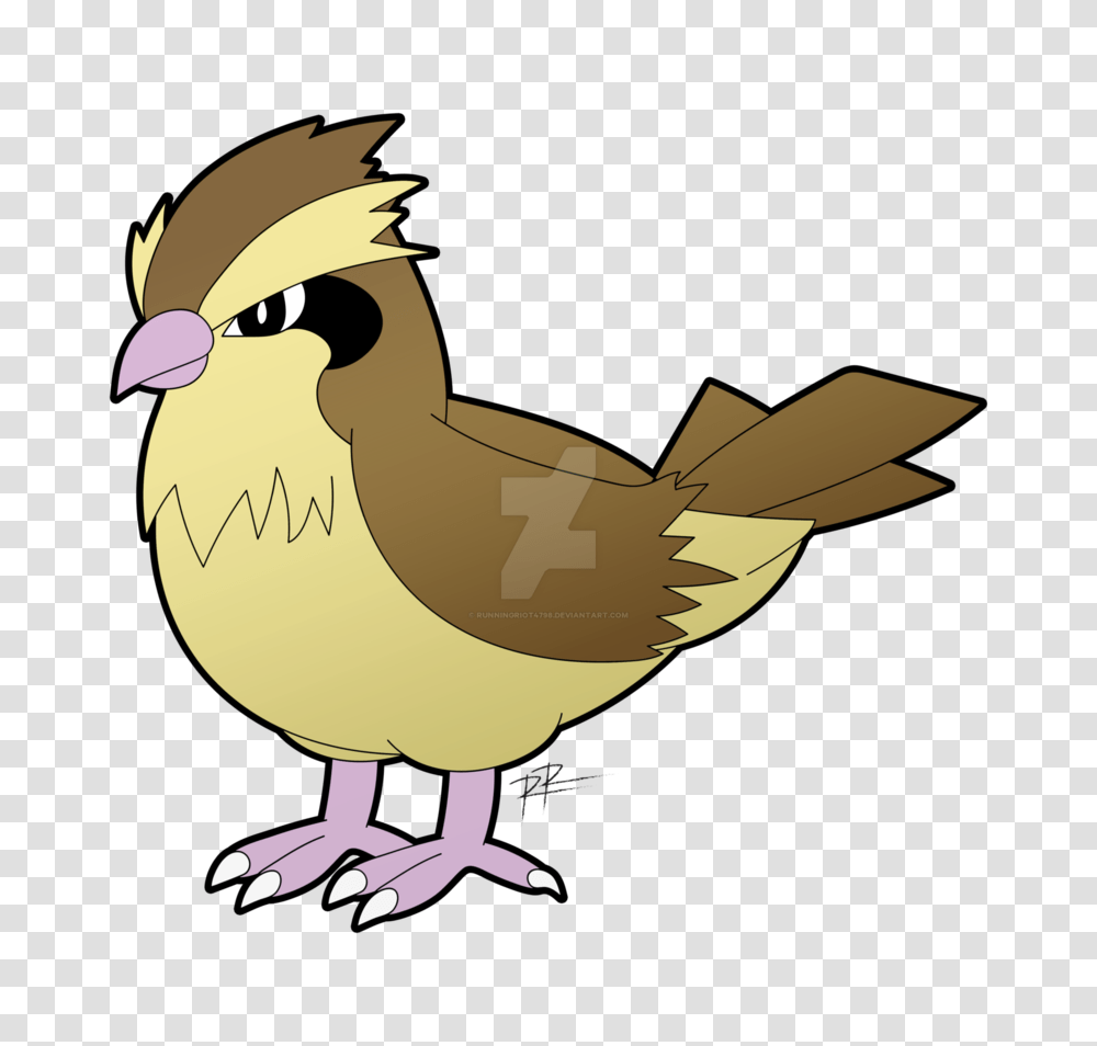 Pidgey, Bird, Animal, Beak, Finch Transparent Png