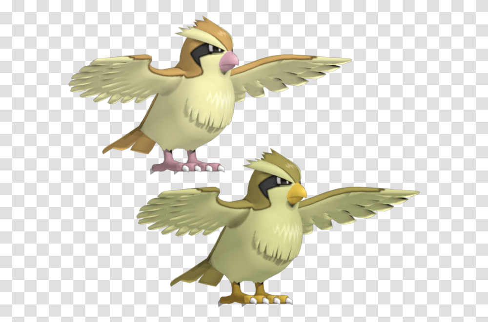 Pidgey, Bird, Animal, Dove, Pigeon Transparent Png