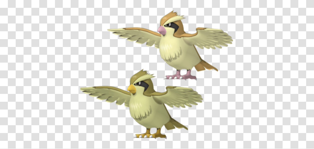 Pidgey Pokemon Character Free 3d Model Duck, Bird, Animal, Dove, Pigeon Transparent Png