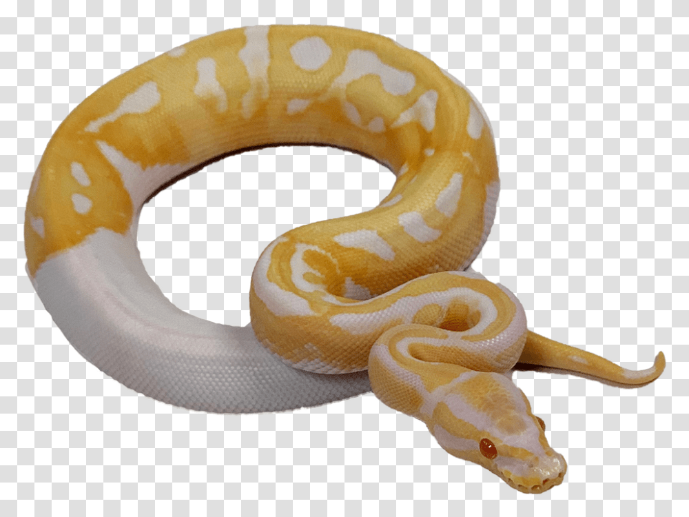 Pied Ball Python, Animal, Reptile, Snake, Rock Python Transparent Png