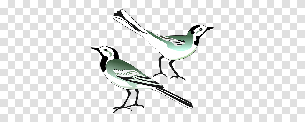 Pied Wagtail Animals, Jay, Bird, Blue Jay Transparent Png