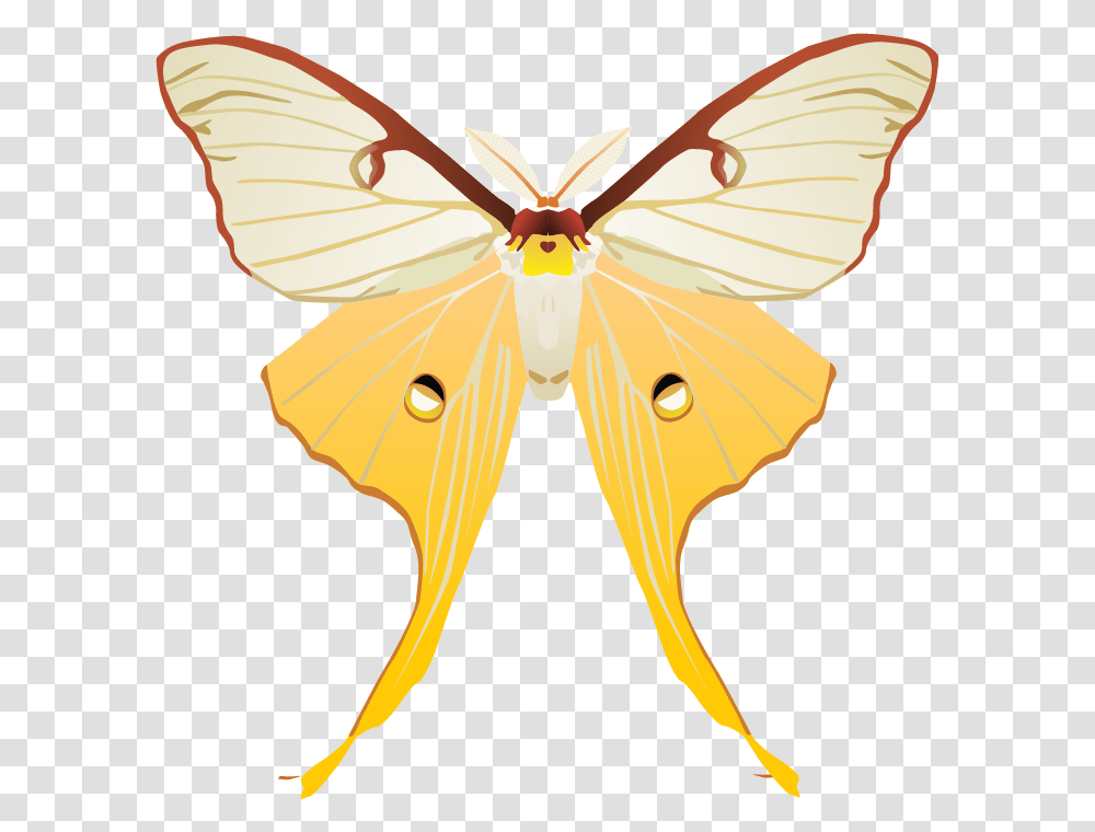 Pieridae, Insect, Invertebrate, Animal, Bow Transparent Png