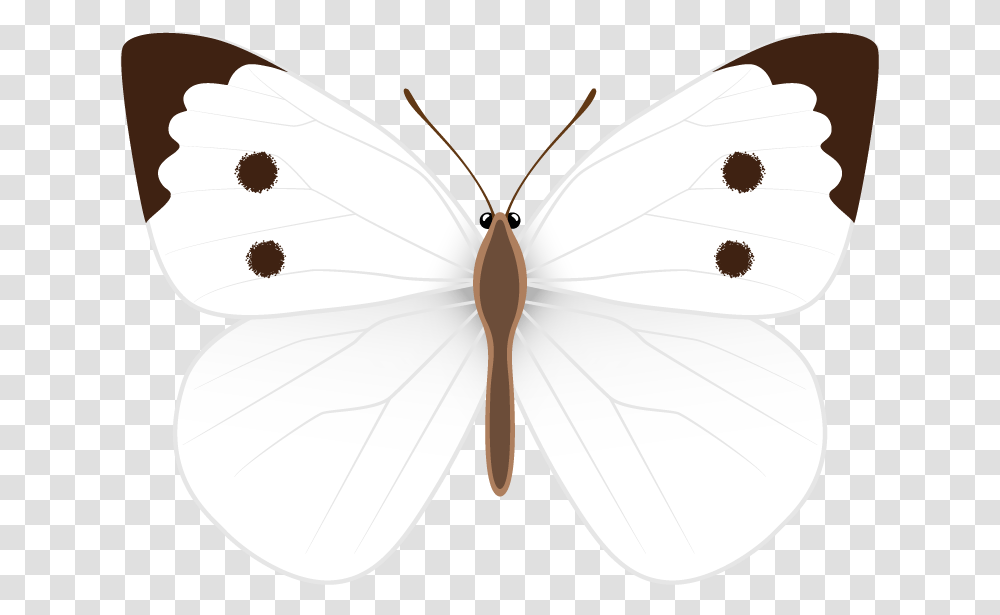 Pieridae, Insect, Invertebrate, Animal, Butterfly Transparent Png