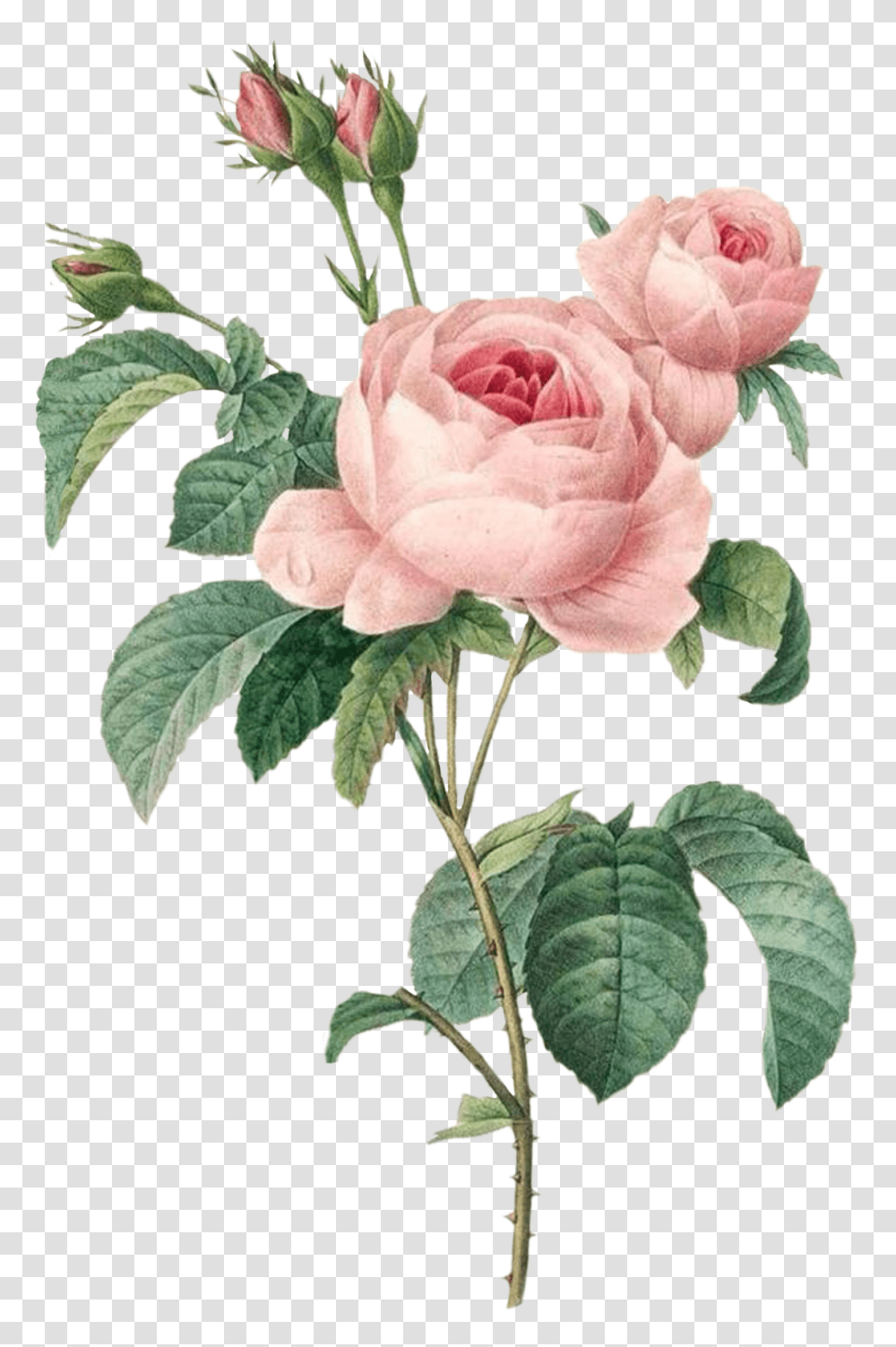 Pierre Joseph Redoute Roses, Flower, Plant, Blossom, Petal Transparent Png