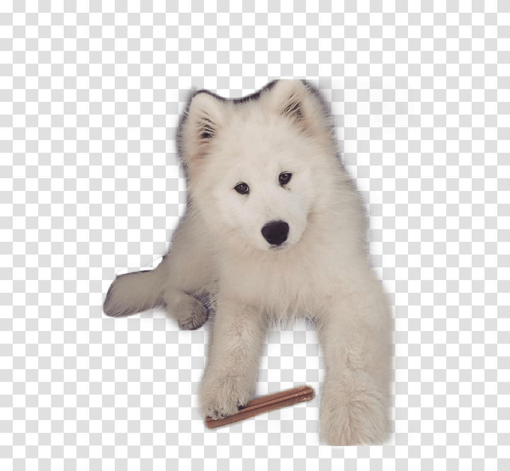 Pies Yoshi Samoyed Siberian Husky, Canine, Mammal, Animal, Pet Transparent Png