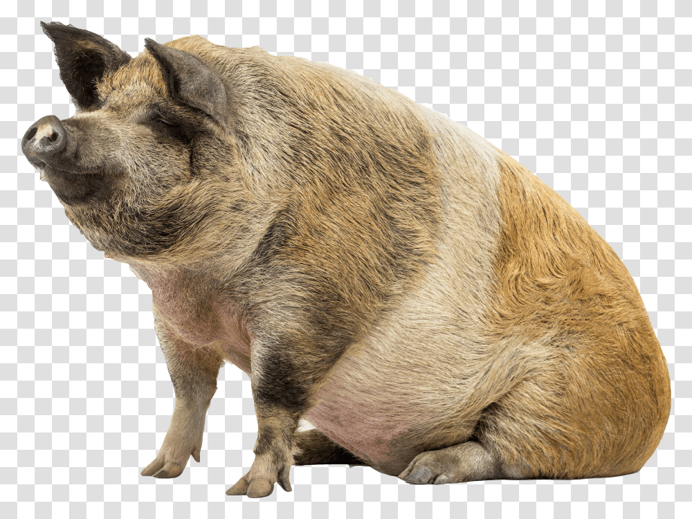 Pig Act Peter Dream Can Now Eat Whatever Want Pig Transparent Png