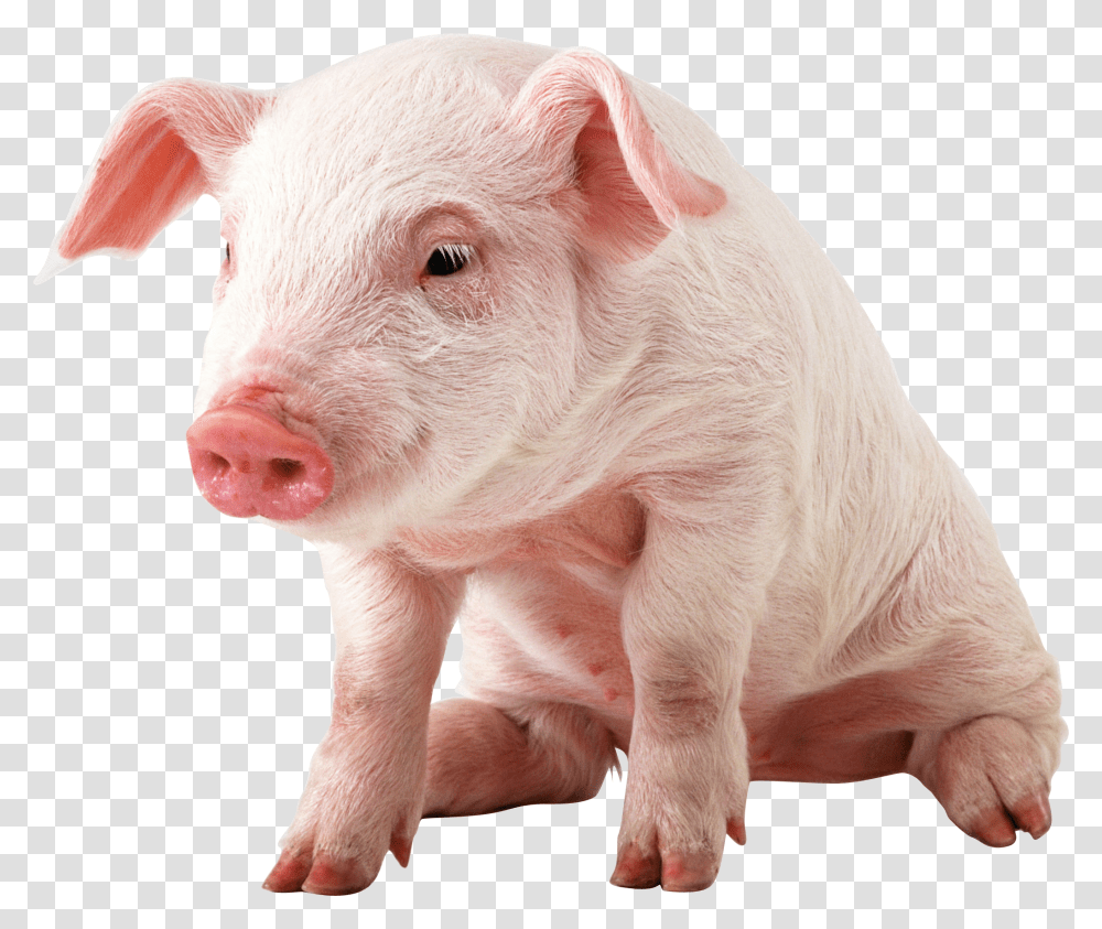 Pig, Animals, Mammal, Hog, Boar Transparent Png