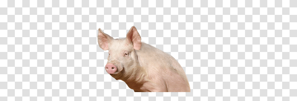 Pig, Animals, Mammal, Hog, Boar Transparent Png