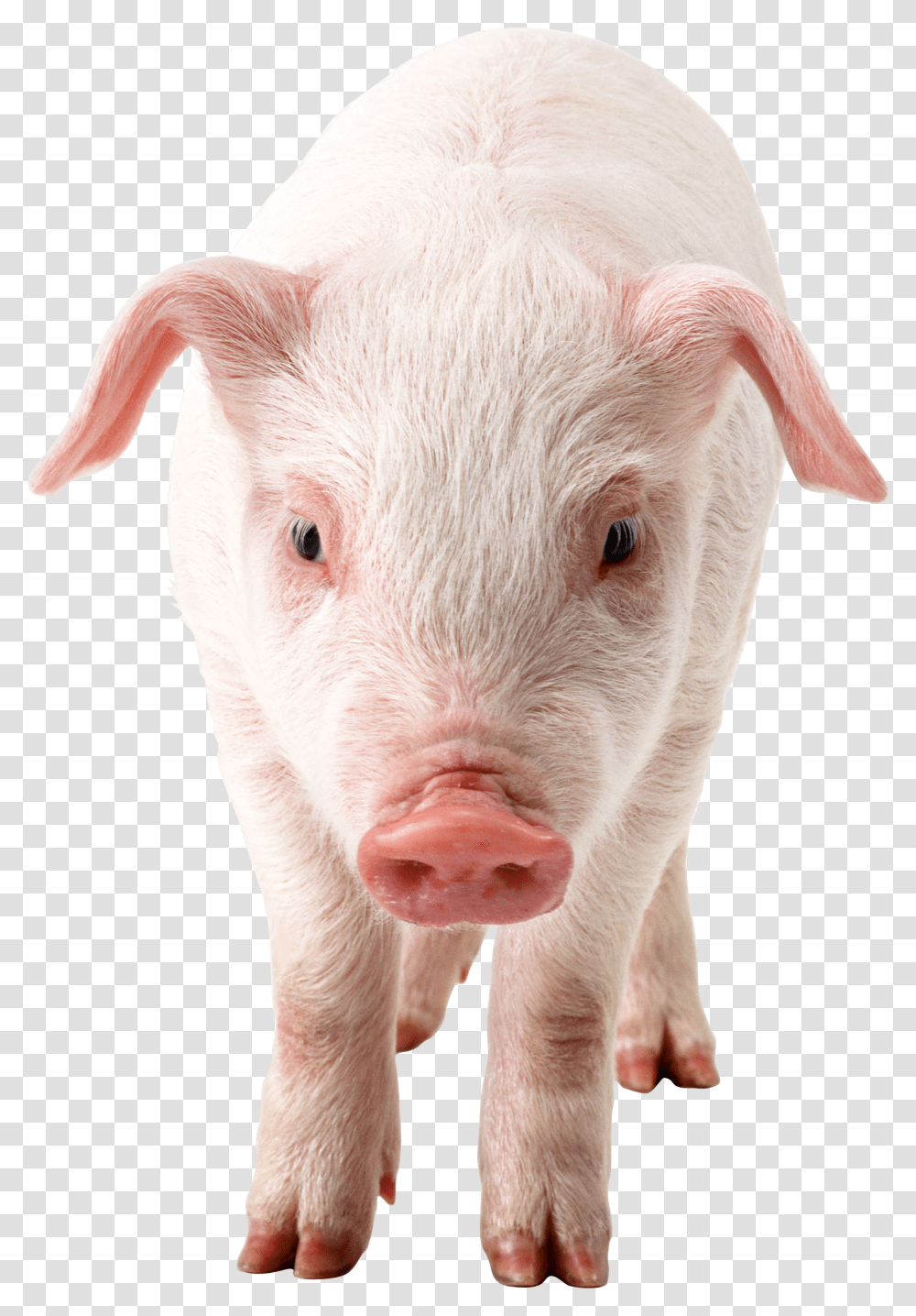 Pig, Animals, Mammal, Hog, Boar Transparent Png