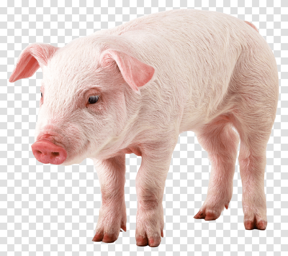 Pig, Animals, Mammal, Hog, Boar Transparent Png