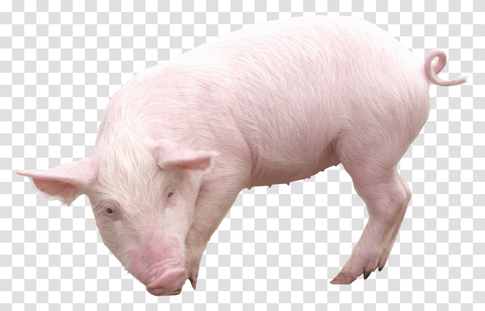 Pig, Animals, Mammal, Hog, Boar Transparent Png