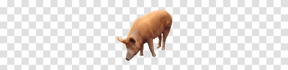 Pig, Animals, Mammal, Hog, Boar Transparent Png