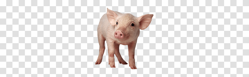 Pig, Animals, Mammal, Hog, Boar Transparent Png