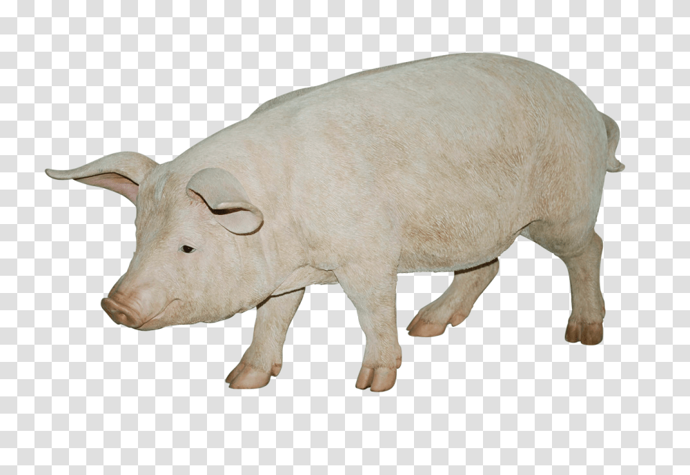 Pig, Animals, Mammal, Hog, Boar Transparent Png