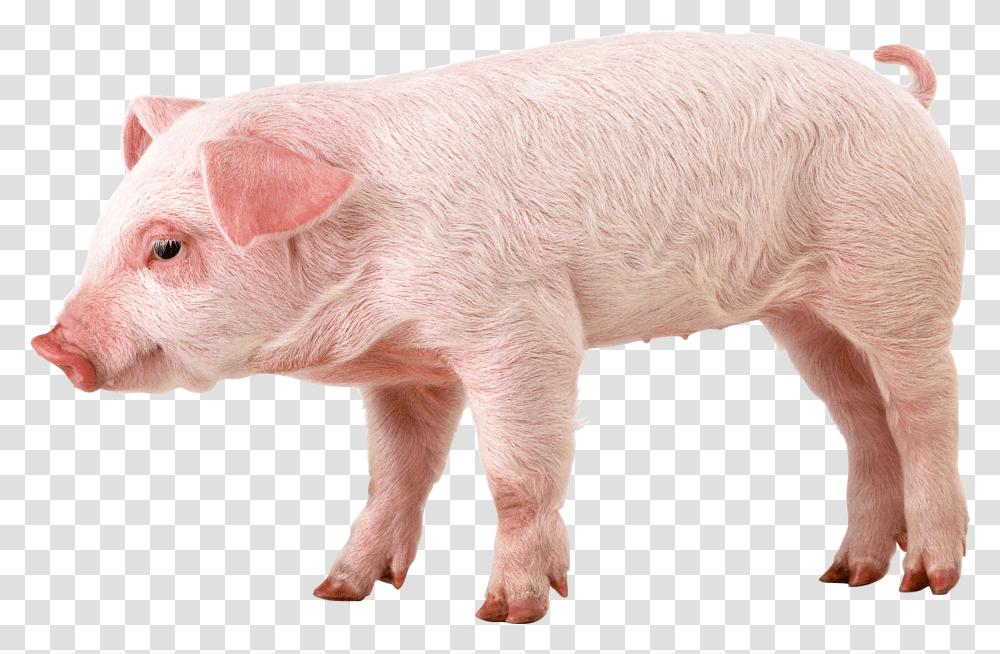 Pig, Animals, Mammal, Hog, Boar Transparent Png