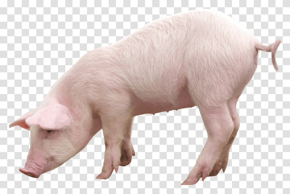 Pig, Animals, Mammal, Hog, Boar Transparent Png