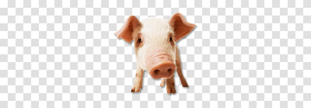 Pig, Animals, Mammal, Hog, Snout Transparent Png