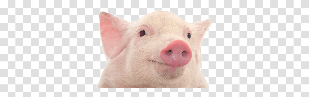 Pig, Animals, Mammal, Snout, Hog Transparent Png