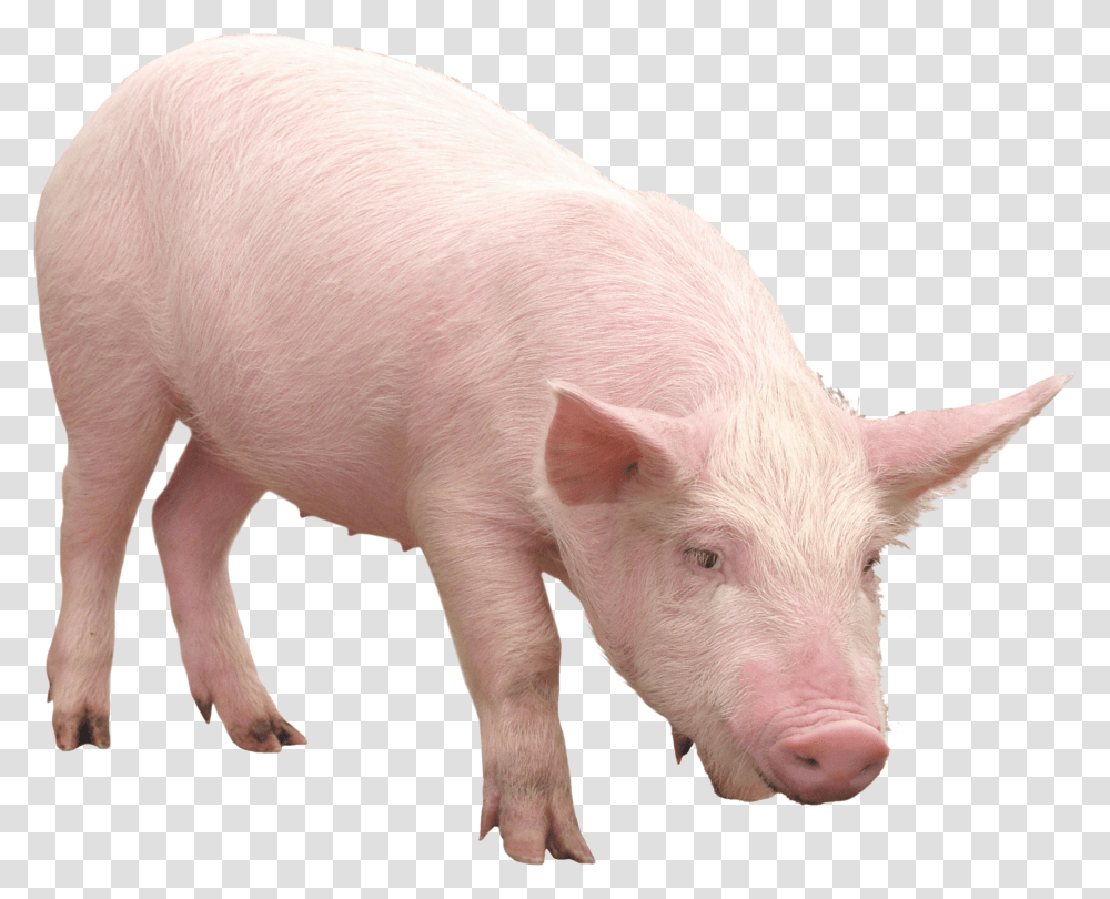 Pig, Animals Transparent Png