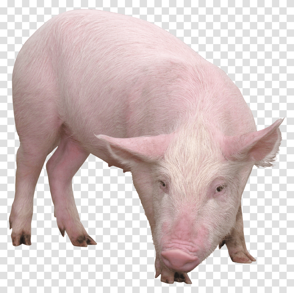 Pig, Animals Transparent Png