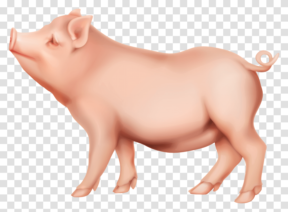 Pig Background Pig Transparent Png