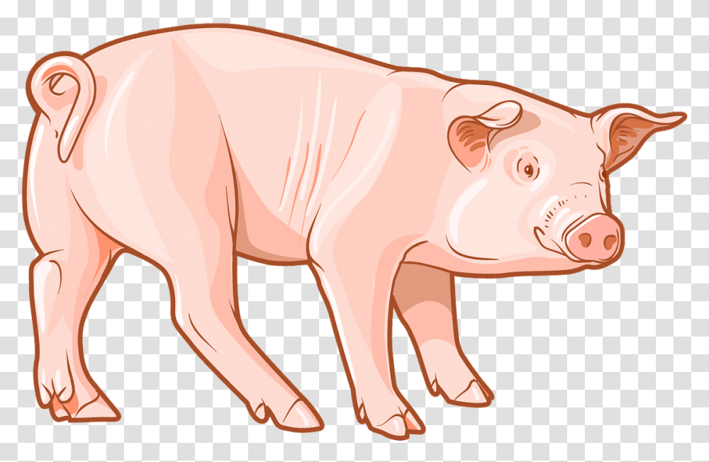Pig Clipart Domestic Pig, Animal, Mammal, Piggy Bank, Cattle Transparent Png