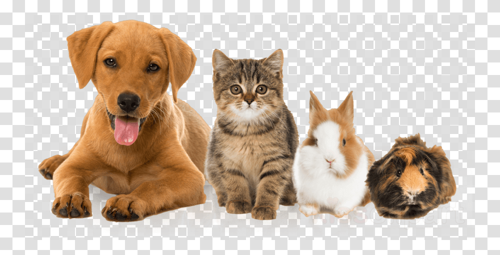 Pig Dog Cat Rabbit, Pet, Animal, Canine, Mammal Transparent Png