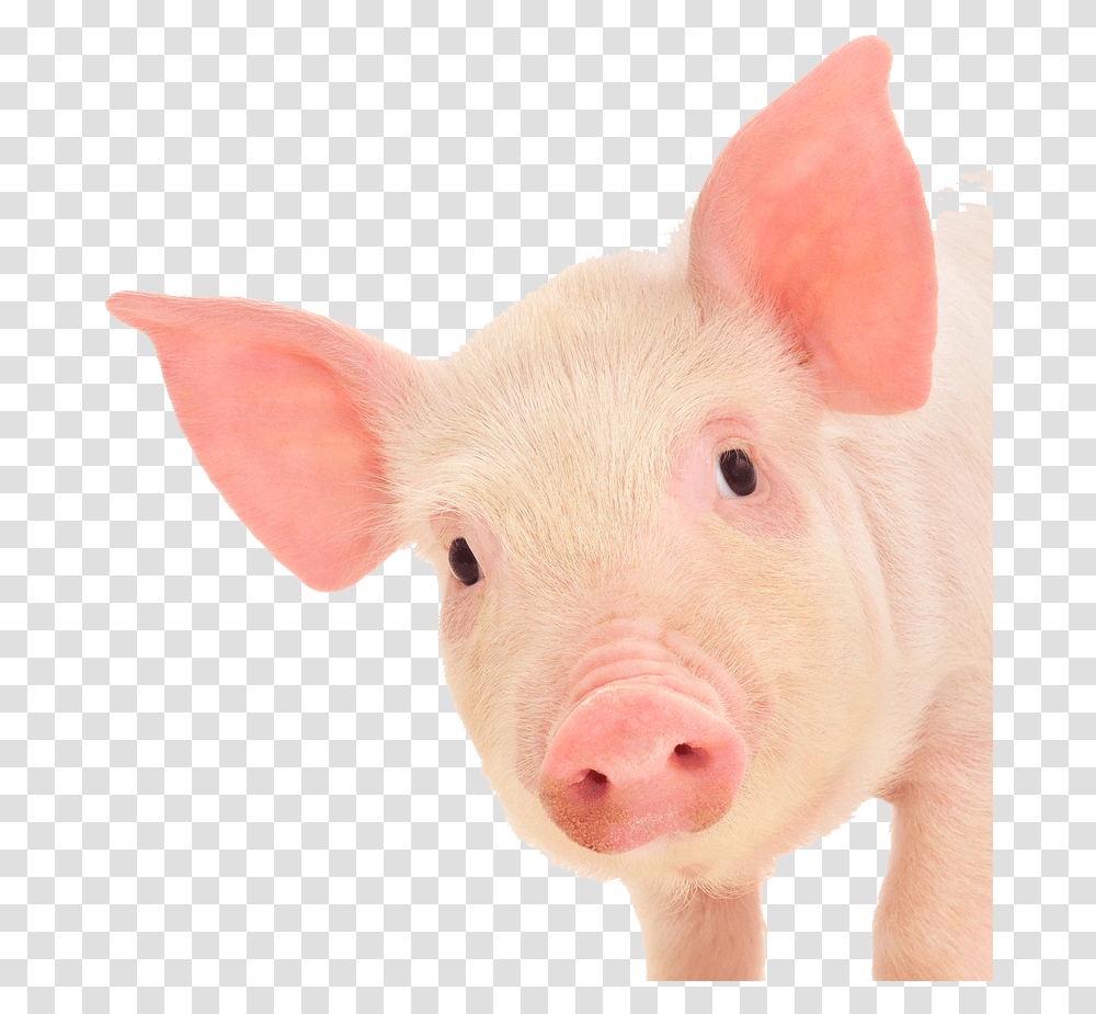 Pig Ears Pig Face White Background, Mammal, Animal, Hog, Boar Transparent Png