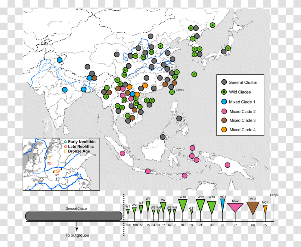 Pig Evolution Timeline, Plot, Map, Diagram, Atlas Transparent Png
