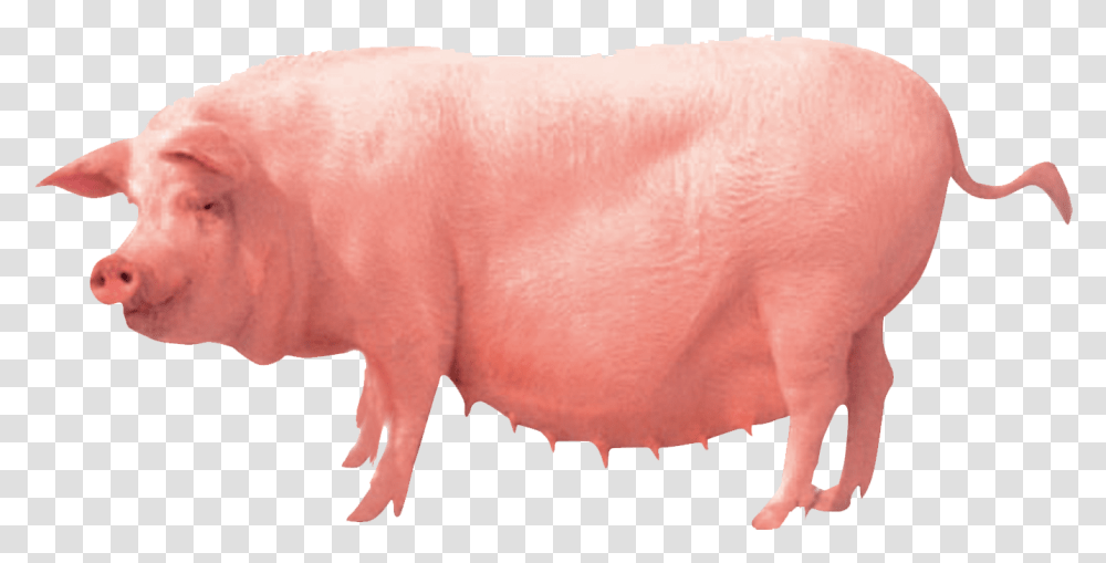 Pig Farming Clip Art Pig Farm, Mammal, Animal, Hog Transparent Png