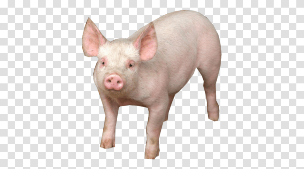 Pig Free Clipart Pig, Mammal, Animal, Hog, Boar Transparent Png