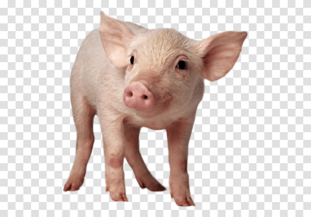 Pig Free Download 20 Pig, Mammal, Animal, Hog, Boar Transparent Png