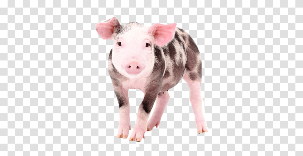Pig Free Download Cute Baby Farm Animal, Mammal, Hog, Boar Transparent Png