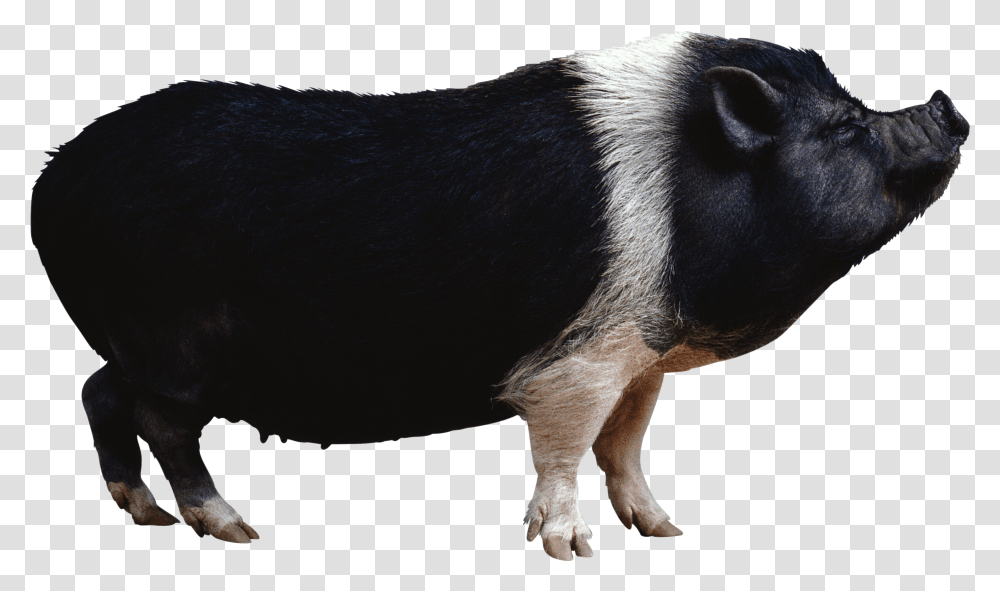 Pig Hog Transparent Png
