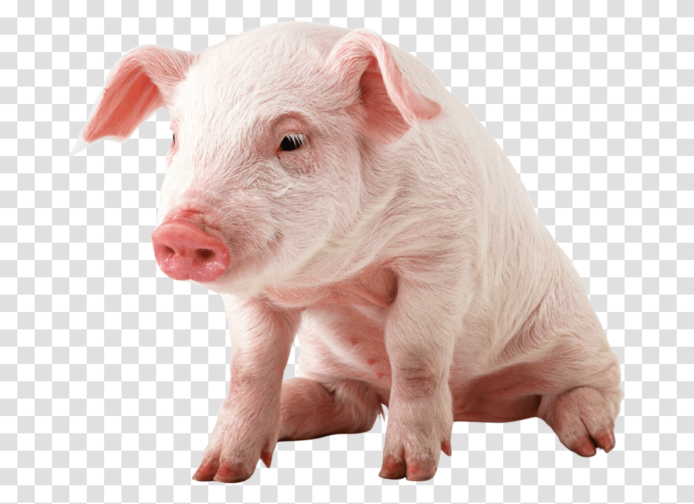 Pig Image Baby Pig, Mammal, Animal, Hog, Boar Transparent Png