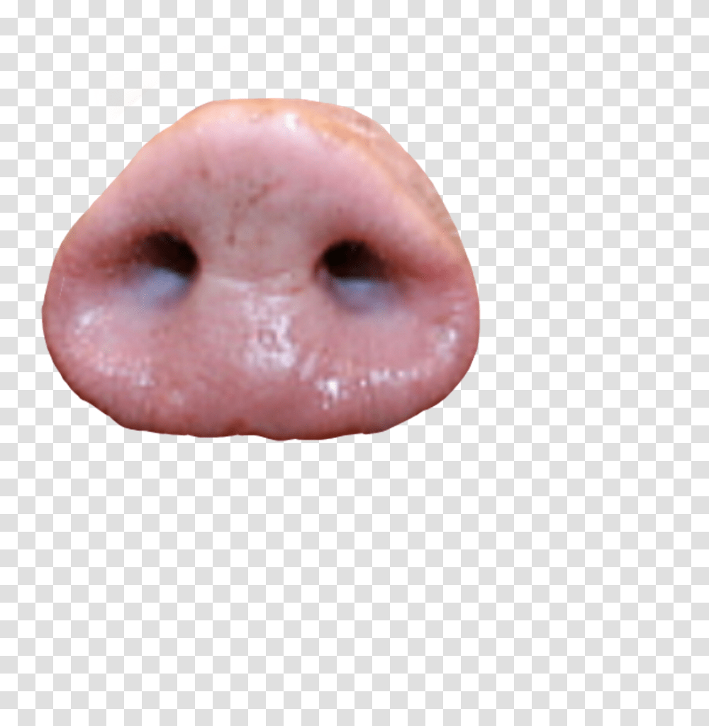Pig Snout Hd Pig Nose, Fungus Transparent Png