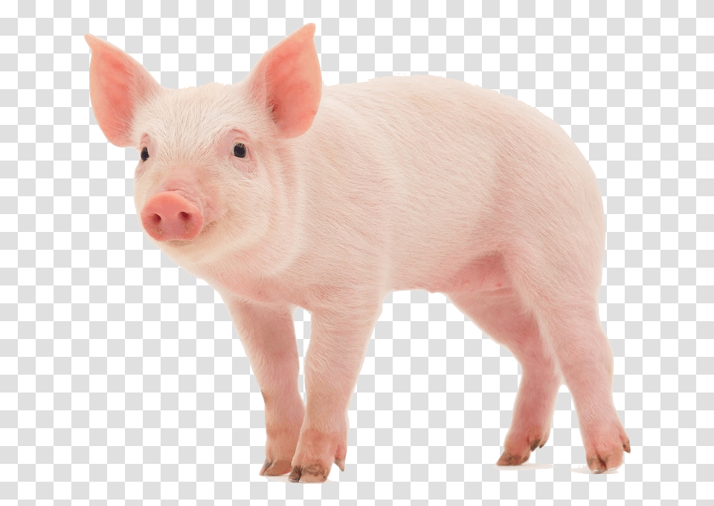Pig Wearing A Wig, Mammal, Animal, Hog Transparent Png
