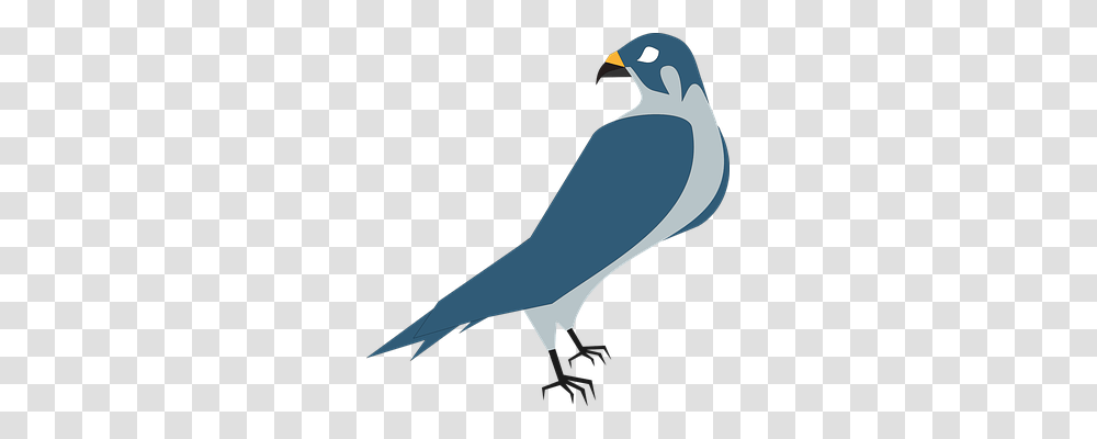 Pigeon Animals, Jay, Bird, Beak Transparent Png