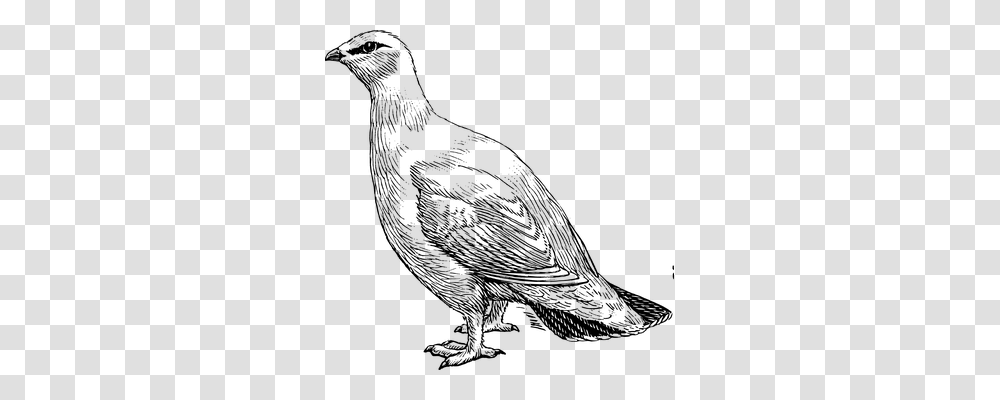 Pigeon Technology, Gray, World Of Warcraft Transparent Png