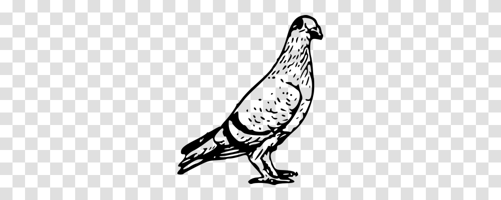 Pigeon Technology, Gray, World Of Warcraft Transparent Png