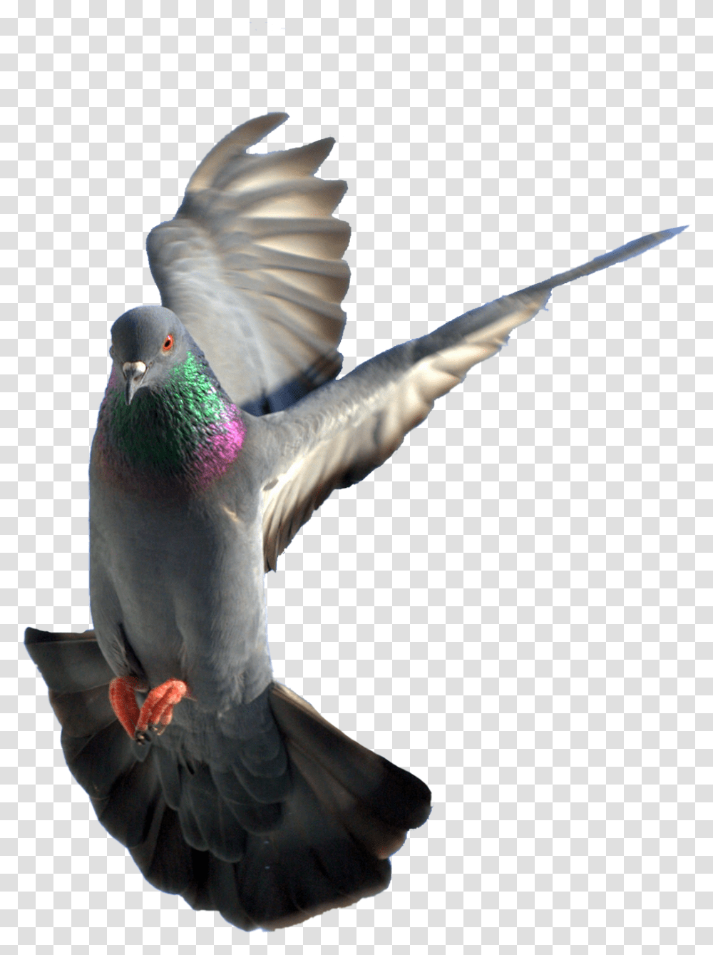 Pigeon 16 Rock Dove, Bird, Animal Transparent Png