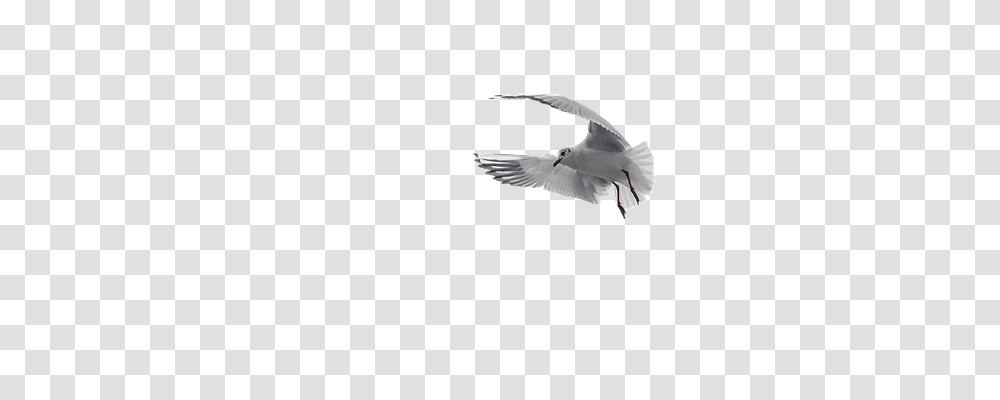 Pigeon Religion, Flying, Bird, Animal Transparent Png