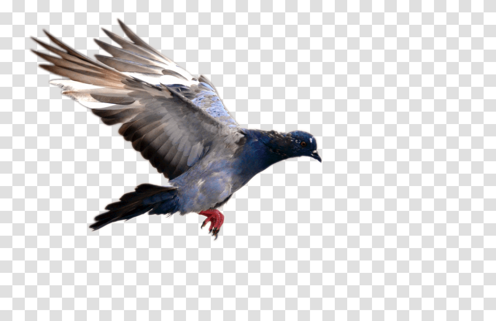 Pigeon 960, Animals, Bird, Dove Transparent Png