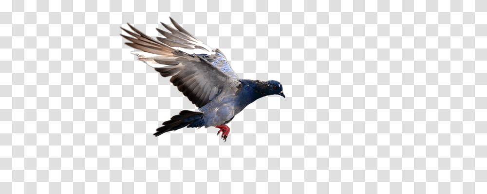 Pigeon Nature, Bird, Animal, Dove Transparent Png