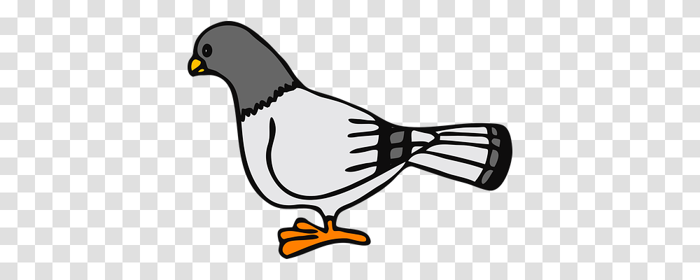 Pigeon Transport, Sunglasses, Accessories, Accessory Transparent Png