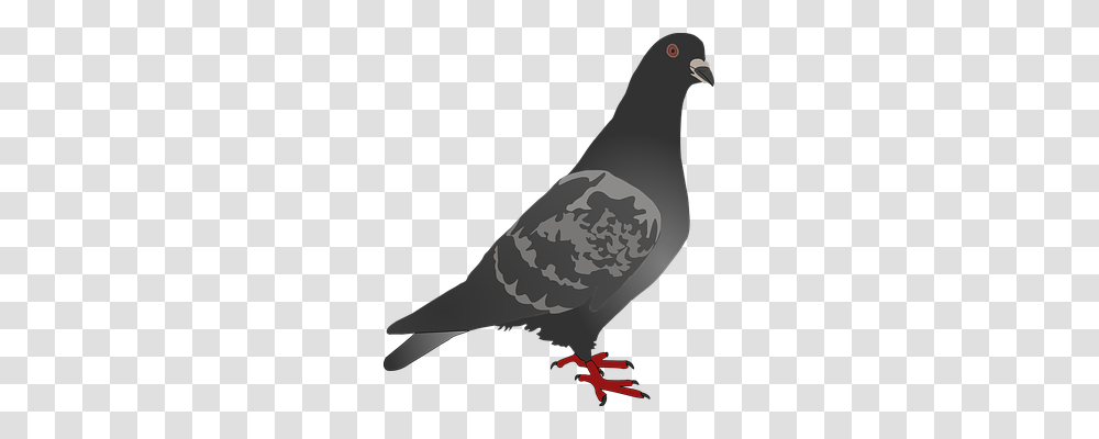 Pigeon Animals, Bird, Dove, Baseball Cap Transparent Png
