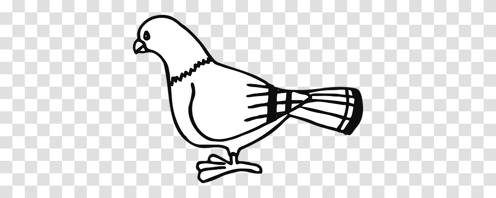 Pigeon Animals, Sunglasses, Bird Transparent Png