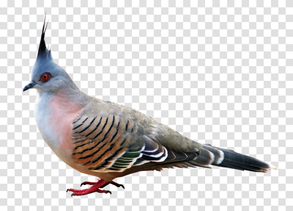 Pigeon 960, Animals, Bird, Dove, Finch Transparent Png