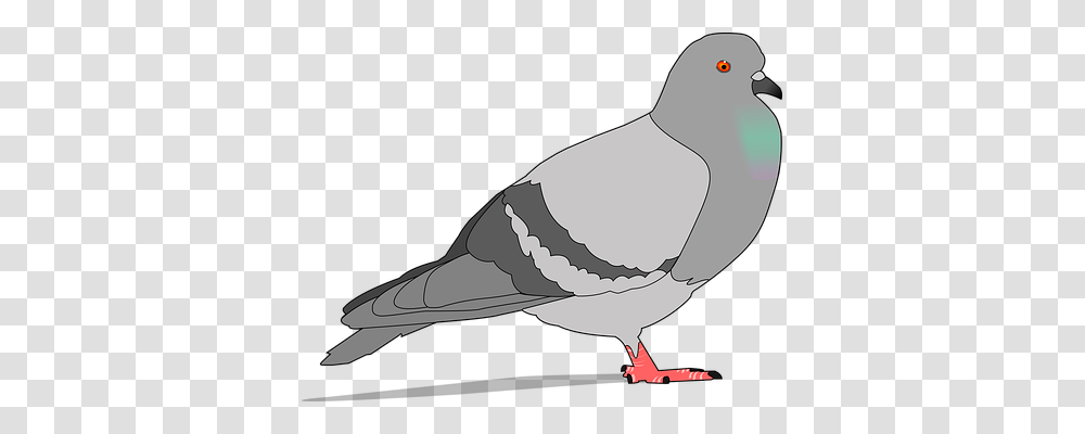 Pigeon Animals, Bird, Dove, Beak Transparent Png